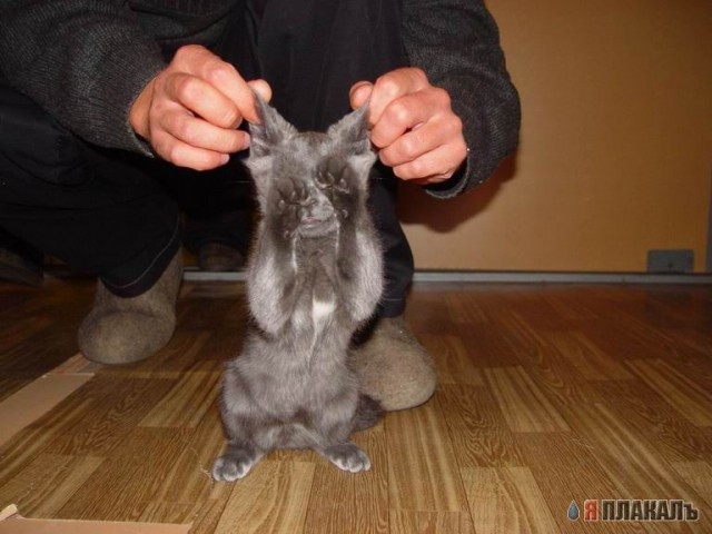 Коты, кошки, котята