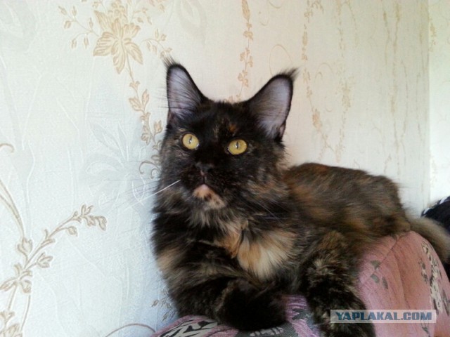 Мейн-куны  настолько  суровы...