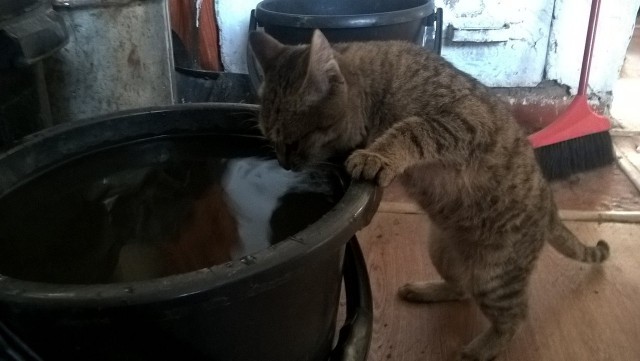 Котовторник  01.03.2016