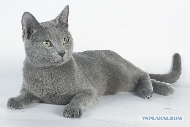 Котовторник 15.03