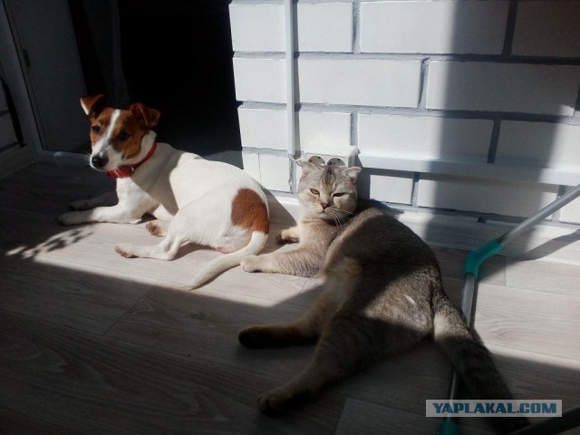 Котовторник 17.05.2016