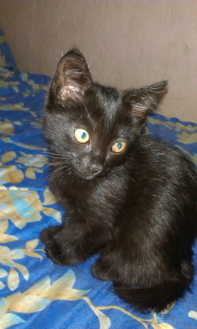 Котовторник 09.08.2016