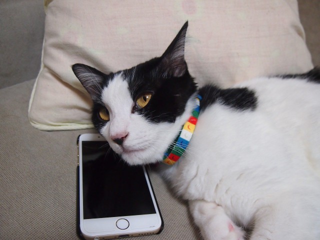 Коты из сети