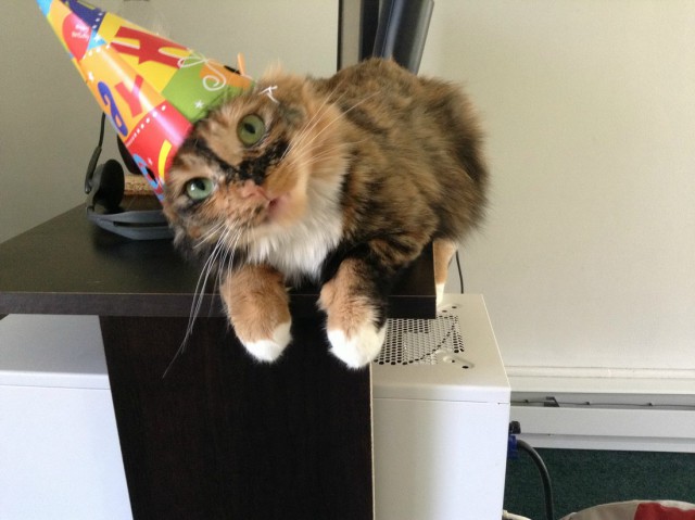 Коты и Кошки