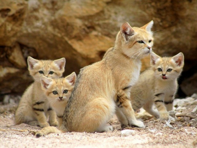 Коты и Кошки