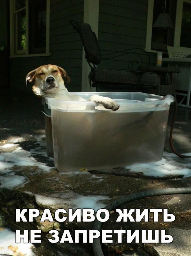 Подборка забавных животных