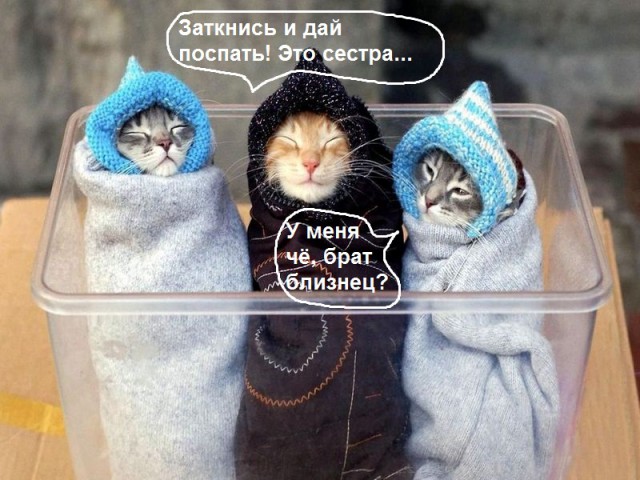 Как кошки приручили людей. Научное исследование