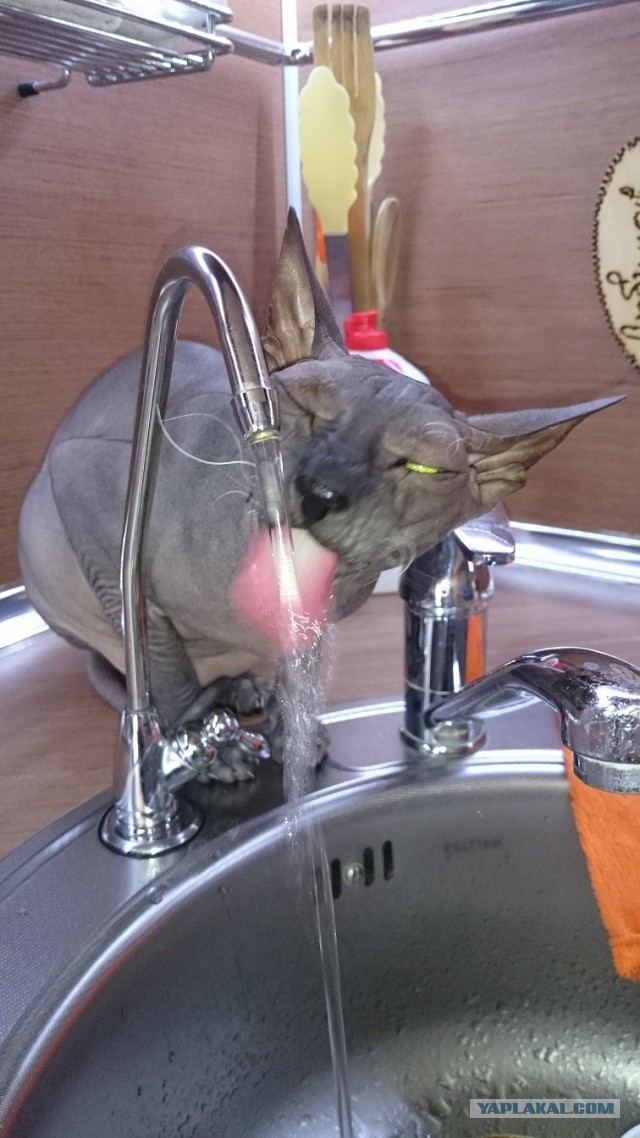 Котята моей кошки (коротенькое видео).