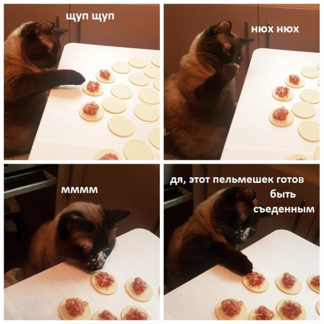 Прикольных котов пост