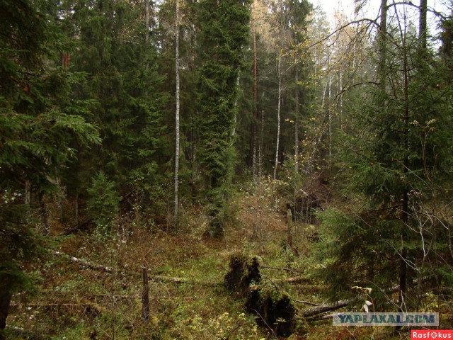 Глухомань в Германии