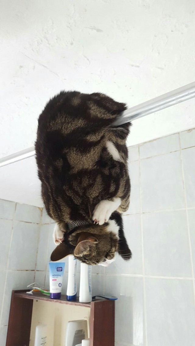 Фотобомбы котов