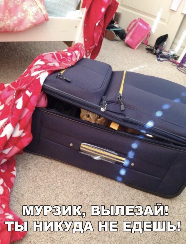 Подборка настоящих котов
