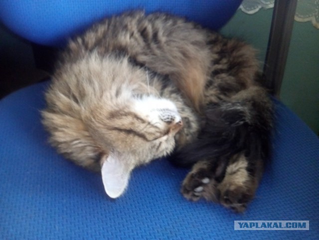 Кот без прикрас