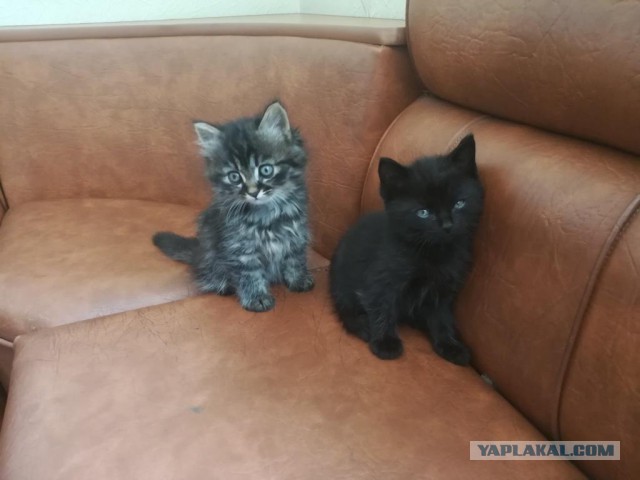Котовторник 22.05.2018
