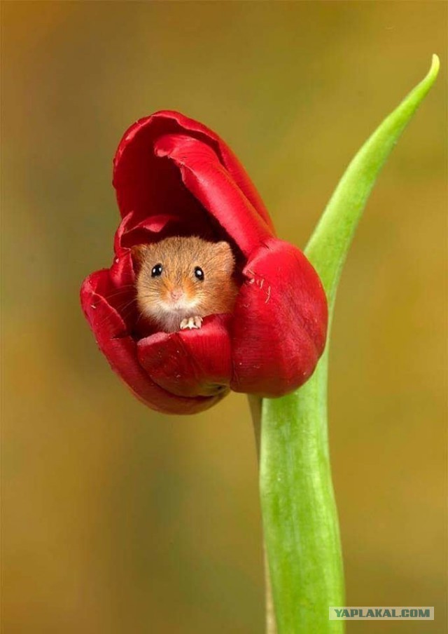 Немного милых жипегов