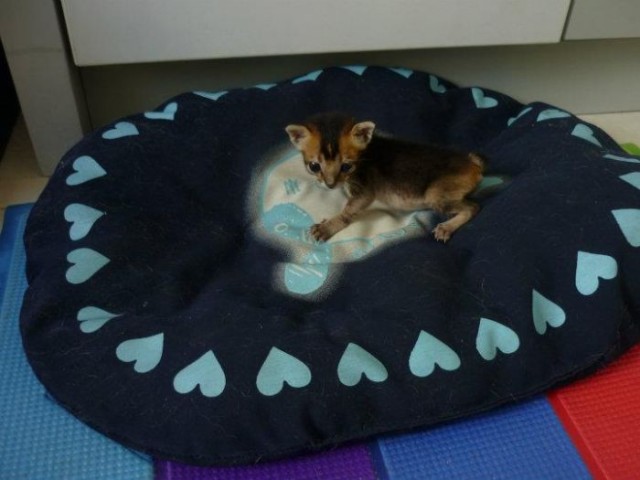 Находка на заднем дворе