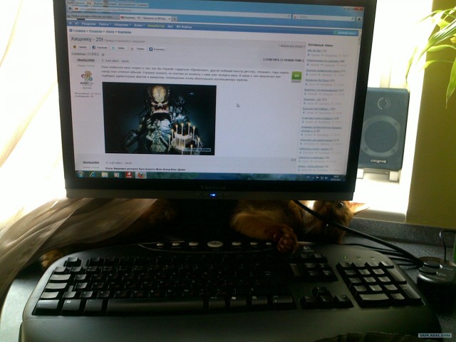 Самые смешные снимки животных за 2012 год