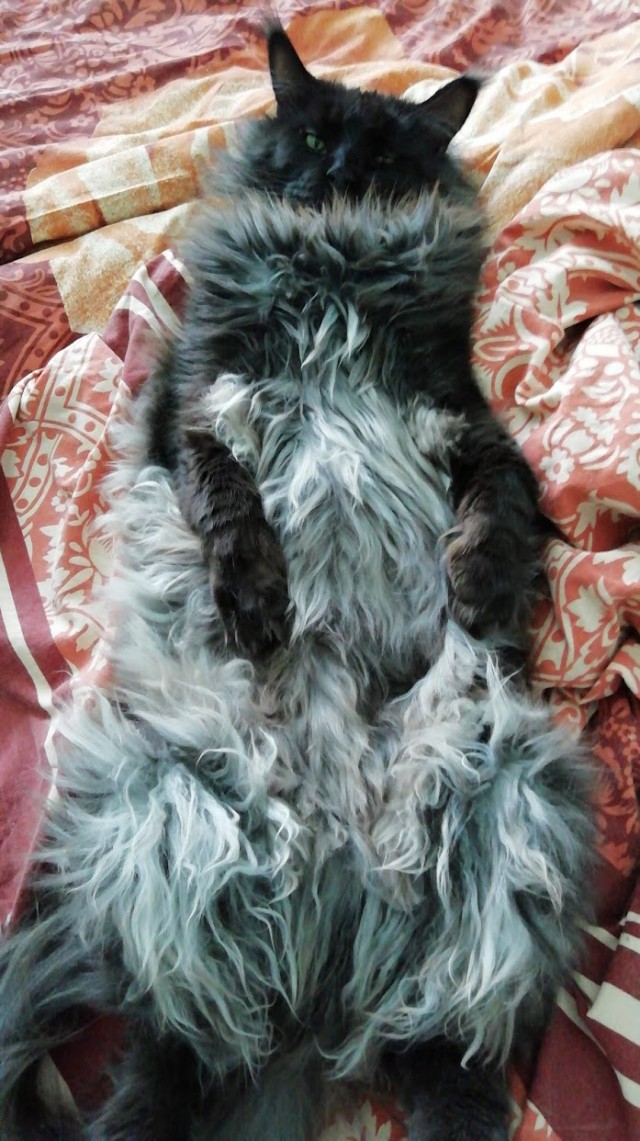 05.03.19 Котовторник же