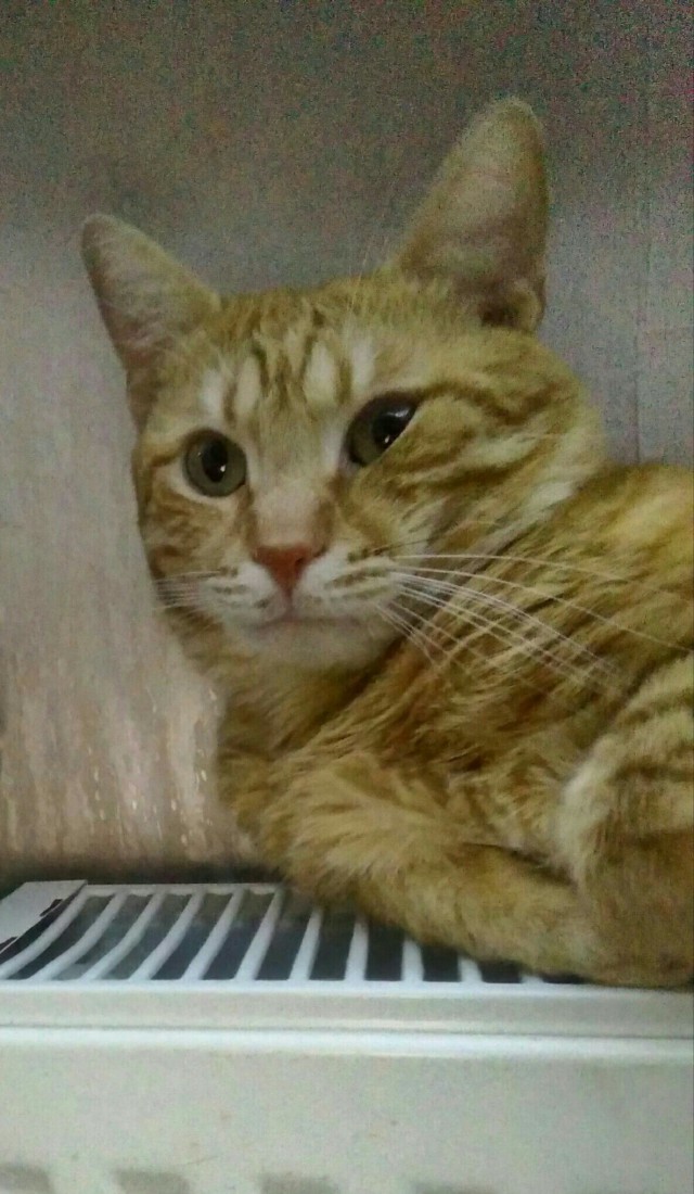 Забавные фото котеек