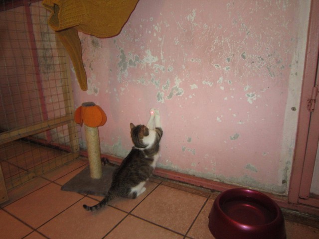 Забавные фото котеек