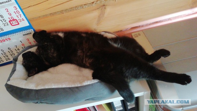 Котовторник 19.03.2019