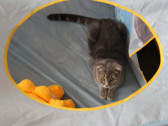 Котовторник 18.06.2019