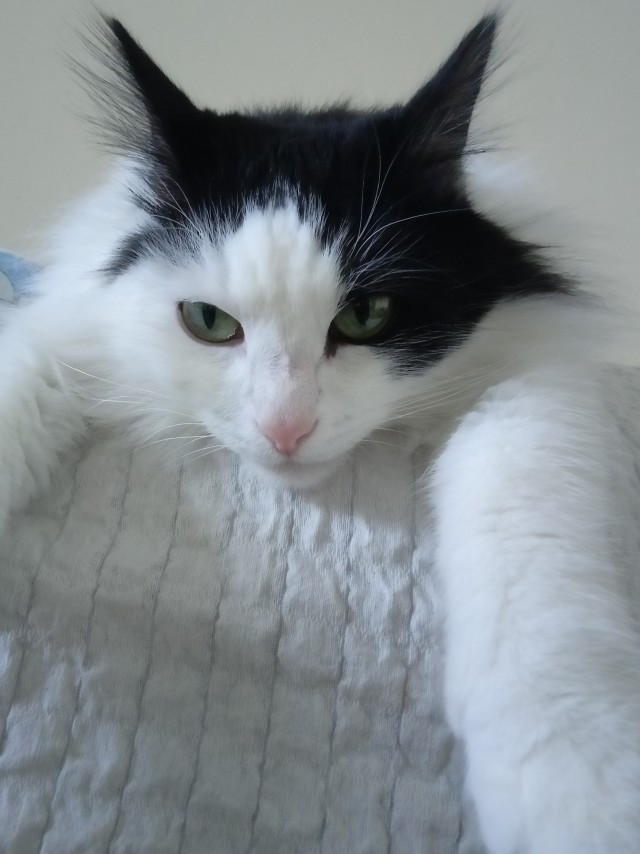 Давайте по котикам, которые с нами на самоизоляции