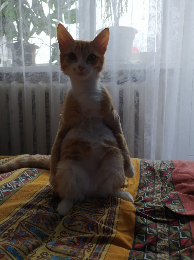 Котовторник. Знакомьтесь, Мася