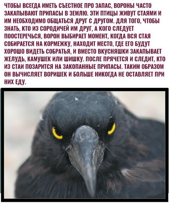 Картинки с надписями и всякие жизненные фразы 23.1.21