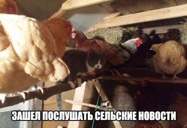 Баянисто-небаянистый юмор 15.02.21