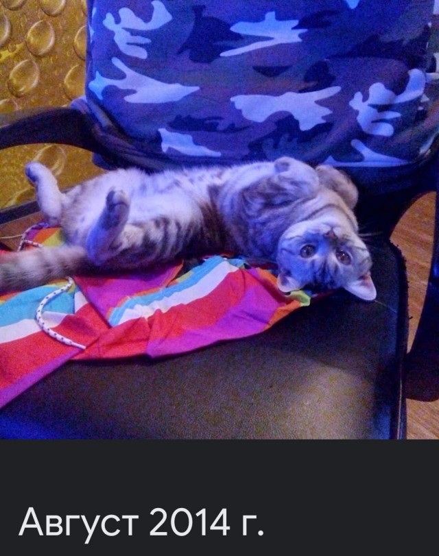 Хоба! Котовторник!