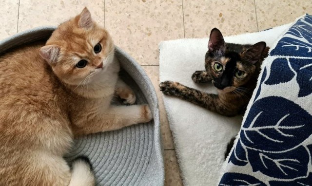 Жизнь домашнего приюта "Котоленд" 309