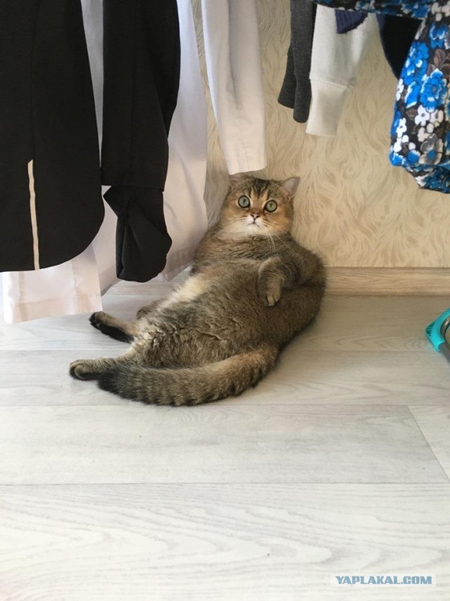 Котовторнику быть