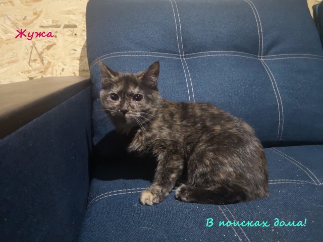 Жизнь домашнего приюта "Котоленд" 314