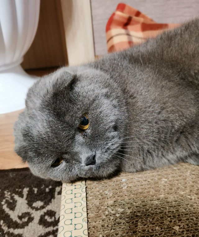 Долой политику, ура котикам!