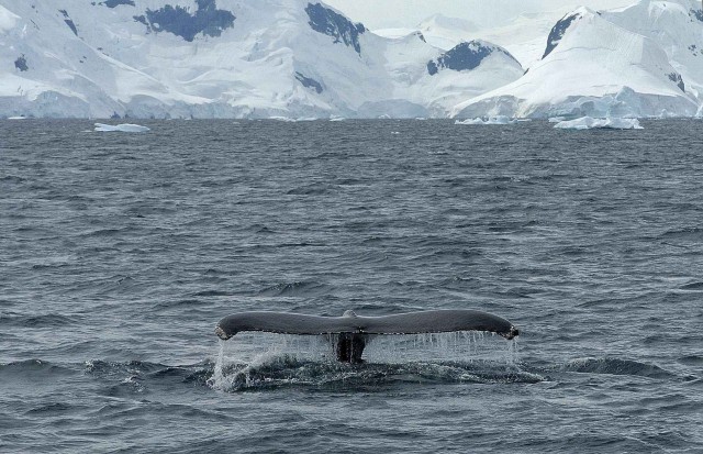 Северный ледовитый океан