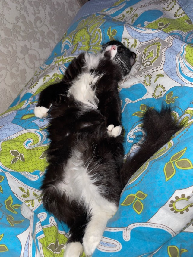 Когда владеешь котейским языком