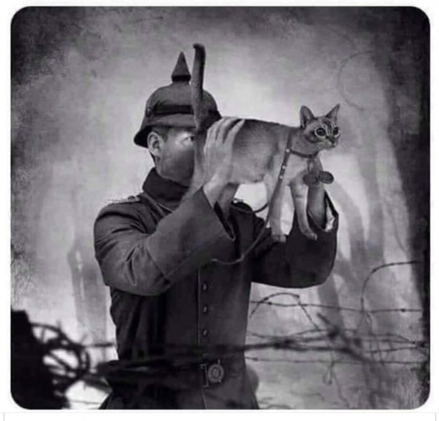 SWAT-котики