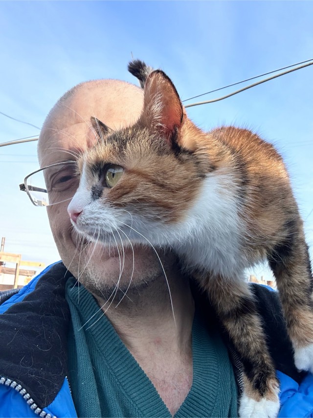 Кошачий приют
