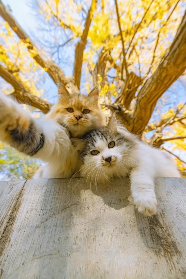 Котовторник!