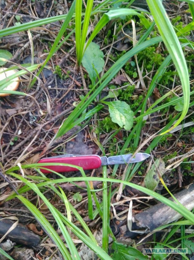 Грибной пост!