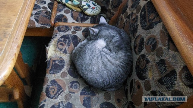 Жизнь домашнего приюта для котеек 512