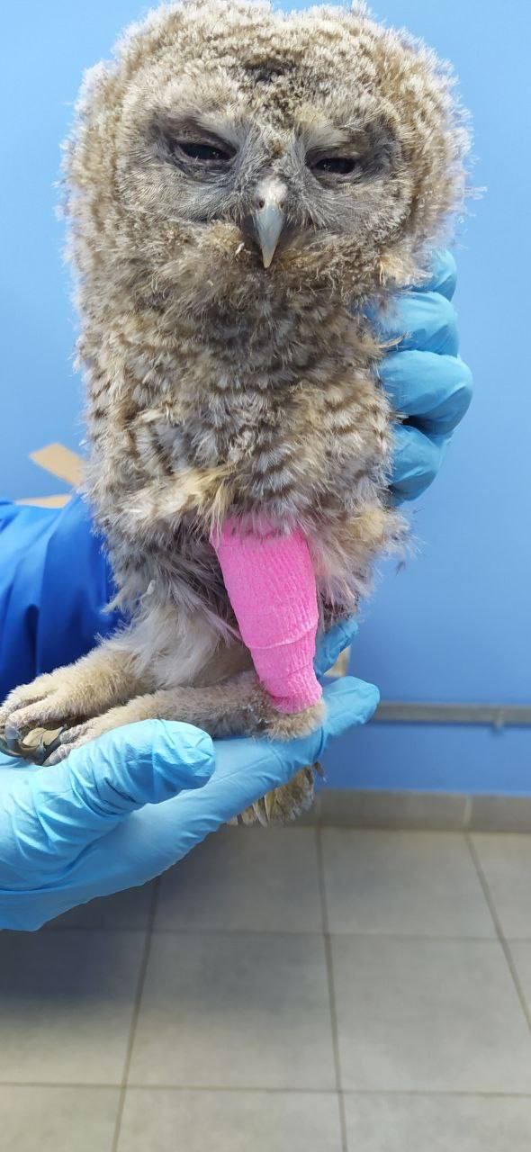 Ветеринары Подмосковья спасли совёнка