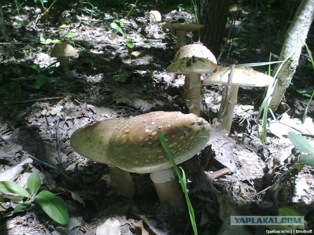 Поход за грибами,