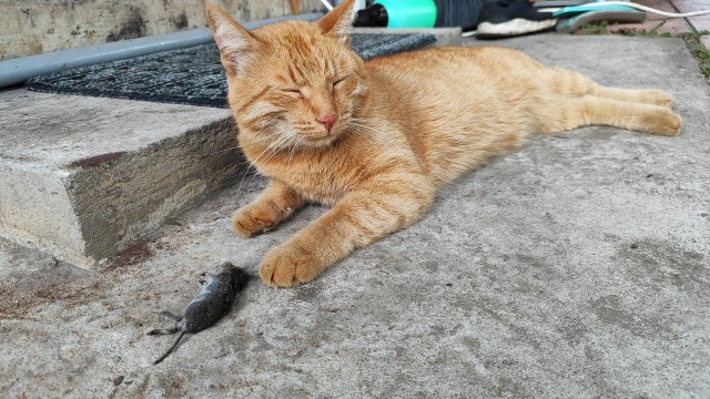 Принимайте в ряды которабов