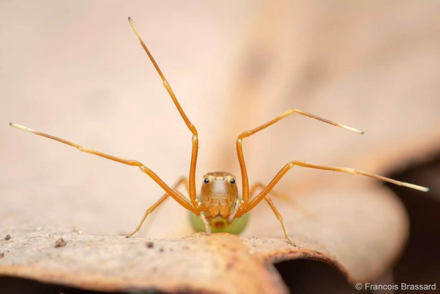 27 лучших фото финалистов и победителей конкурса Australian Geographic Nature Photographer 2025