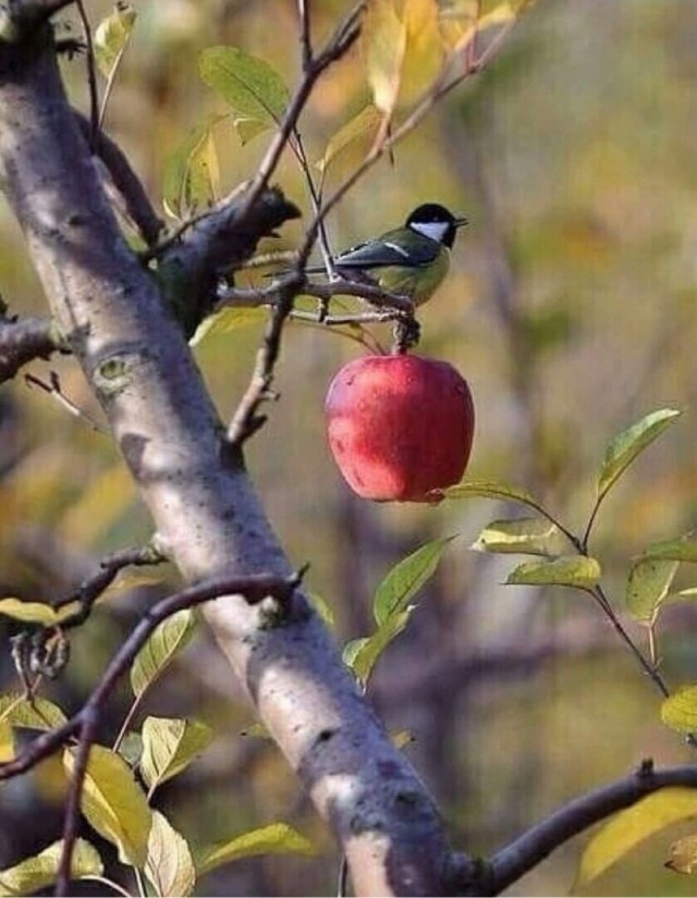 Осенние картинки