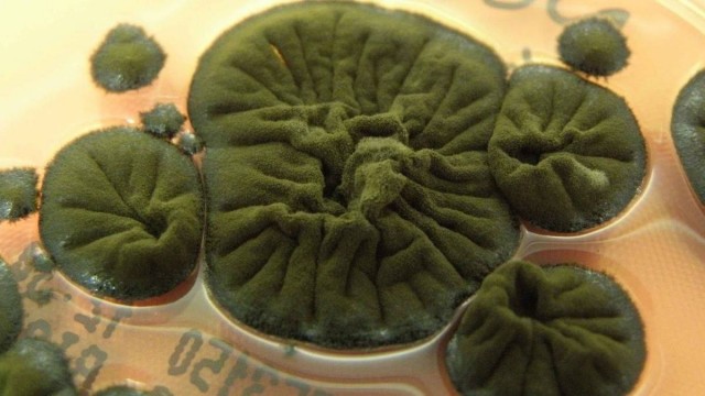 В Чернобыле в зоне отчуждения нашли чёрный грибок Cladosporium sphaerospermum