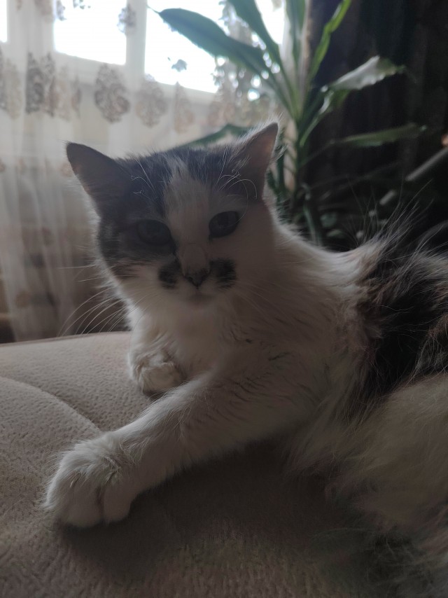 Был котовторник, Соня спрашивает!!!