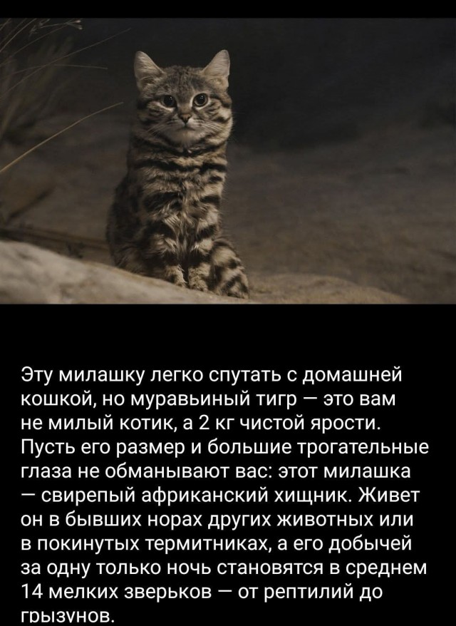 Так себе картинки 08.02.26